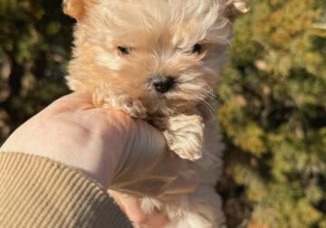 Female YorkiePoo color apricot