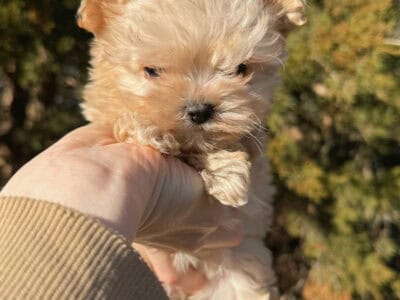Female YorkiePoo color apricot