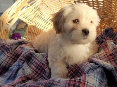 Reeses Puppy Cup