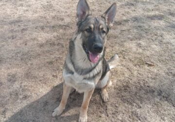 German Shepherd