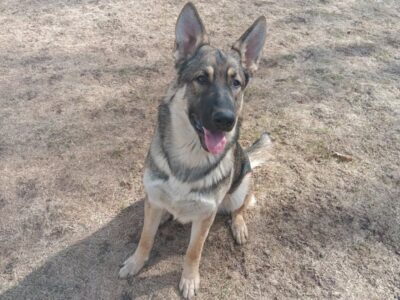 German Shepherd
