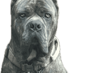 Cane Corso Puppies
