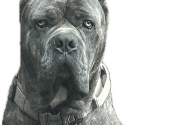 Cane Corso Puppies