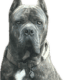 Cane Corso Puppies