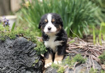 Pumpkin – AKC Bernese Mountain Dog puppy