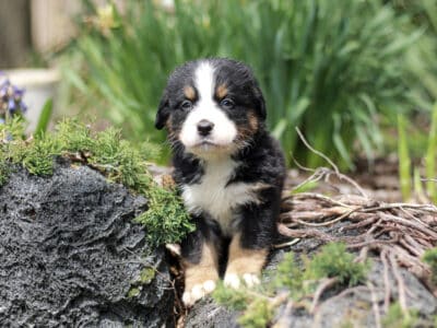 Pumpkin – AKC Bernese Mountain Dog puppy