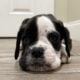 Euro Boxer Puppies AKC Registered