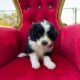 Aussiedoodle Magic
