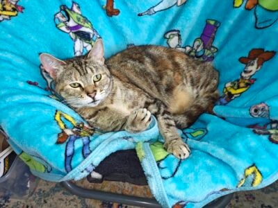 Looking to re-home this sweet stray to a home