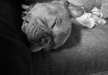French Bulldog Puppy
