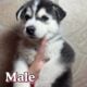 Husky puppies