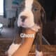 GHOST needs a new loving home