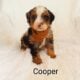 Mini Bernedoodle puppy Cooper