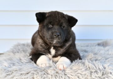 AKC Akita For Sale Millersburg OH Duke