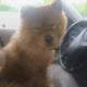 Rehoming 2 Year old Champion Blood 100% chow chow