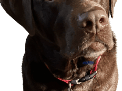 3 yr old Chocolate lab