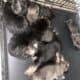 German Shepherd Puppies