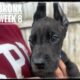 Bronx The Great Dane