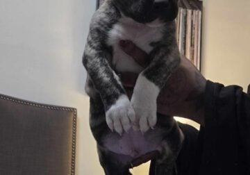 Big Guy