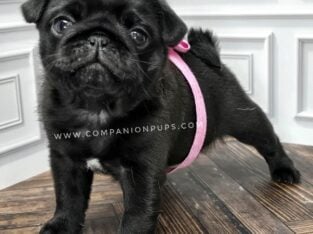 Small Chunky Pug Puppies!