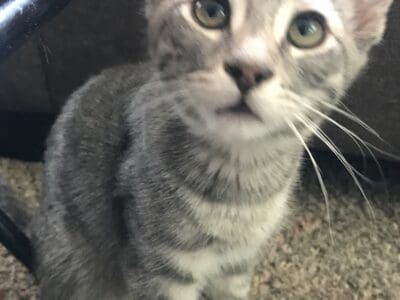 Kittens ready for new homes