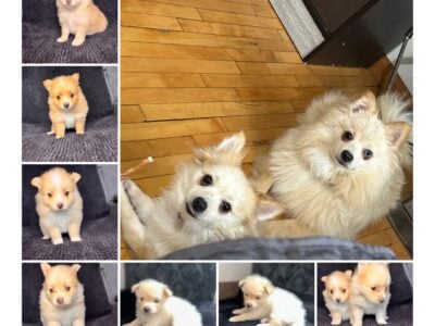 Pomeranians