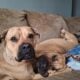 English mastiff pitbull male puppies