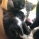 Family of Cats