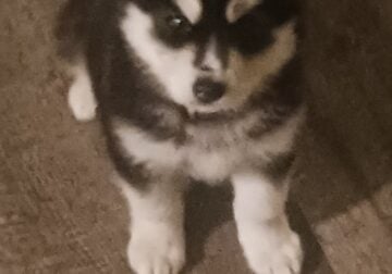Selling a puppy