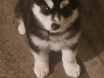 Selling a puppy