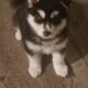 Selling a puppy