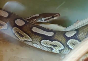 Rehoming Ball Pythons