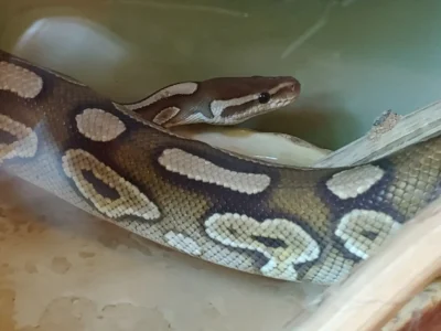 Rehoming Ball Pythons