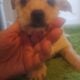 Yorkie mix /Shih tzu