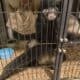4 ferrets