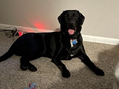 Labrador/Bernese Needs To Be Rehomed