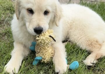 Golden Retriever puppy female
