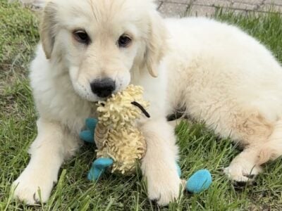 Golden Retriever puppy female