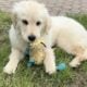 Golden Retriever puppy female