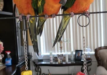 Red Factor Sun Conures