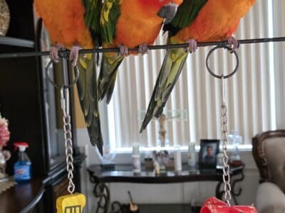 Red Factor Sun Conures