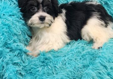 Morkypoo puppy