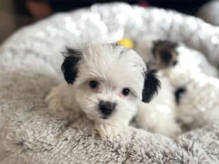 Hendrix (Litter named after Minnesota Cities)