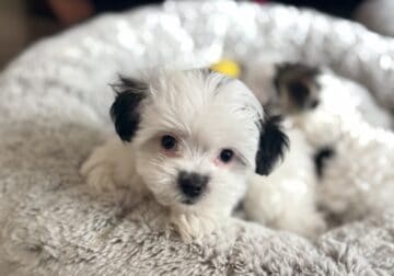 Hendrix (Litter named after Minnesota Cities)