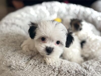 Hendrix (Litter named after Minnesota Citi  ...