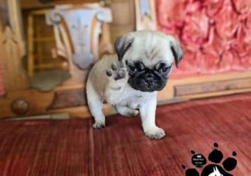 PUG FEMALE