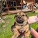 American Bulldog German Shepard puppies