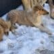 Rough Collie