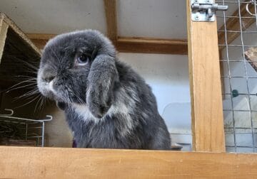 Holland Lop*Litter Trained
