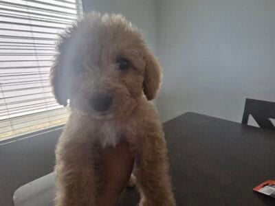 Goldendoodle